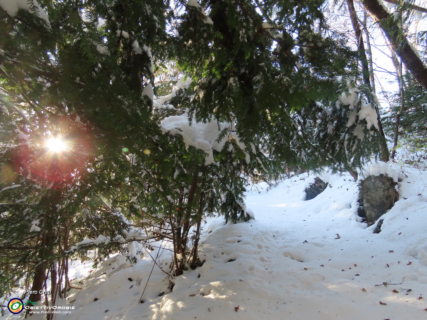 33 La neve ha piegato le piante .JPG